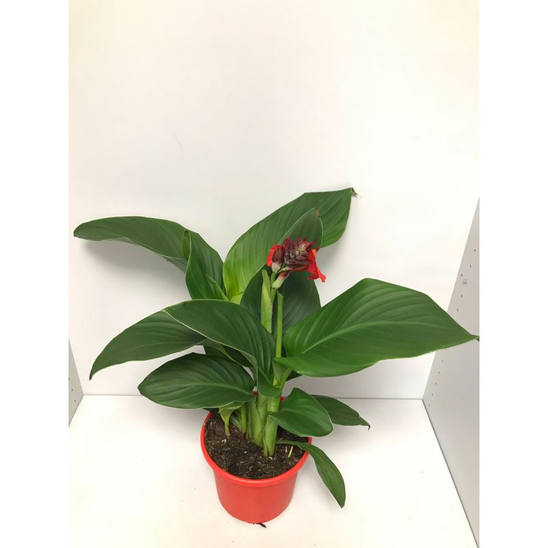Plantiflor Indisches Blumenrohr T19
