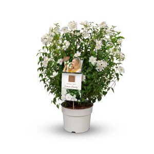 Plantiflor Pfeifenstrauch FlAroma Topf Durchmesser 23 cm Plantiflor Pfeifenstrauch FlAroma Topf Durchmesser 23 cm