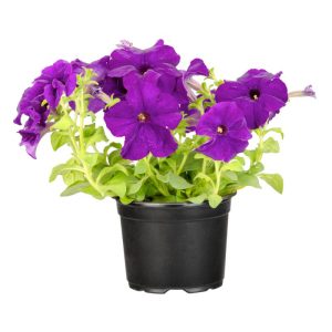 Plantiflor Petunien Topf Durchmesser 13 cm Plantiflor Petunien Topf Durchmesser 13 cm