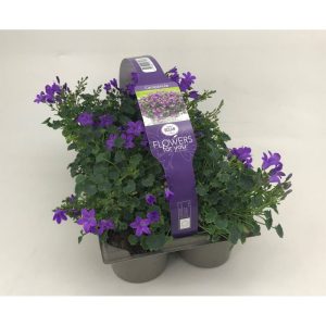 Plantiflor Glockenblume 6er-Pack Plantiflor Glockenblume 6er-Pack