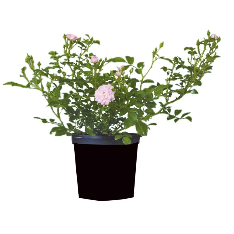 Plantiflor Bodendeckerrosen Topf Durchmesser 13 cm