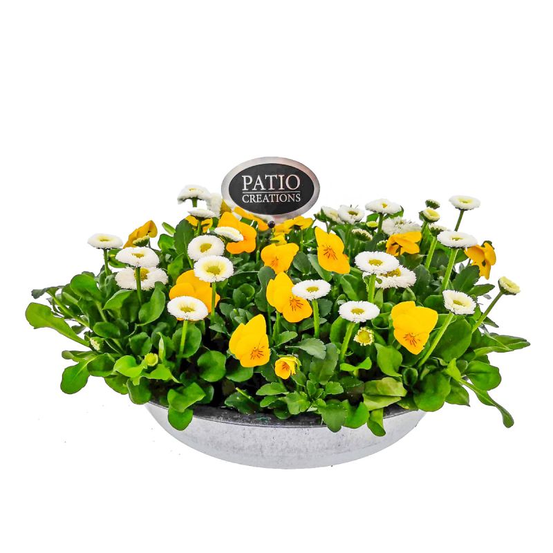 Plantiflor Bepflanzte Zinkschale mit Oster-Deko