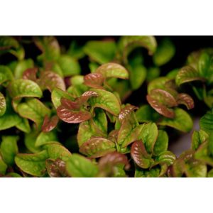 Plantiflor Traubenheide Curly Red Topf Durchmesser 17 cm Plantiflor Traubenheide Curly Red Topf Durchmesser 17 cm