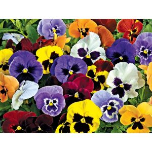 Plantiflor Stiefmütterchen Viola 10e-Pack Plantiflor Stiefmütterchen Viola 10e-Pack