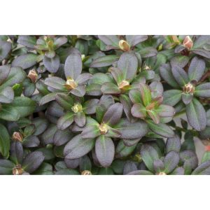 Plantiflor Zwergrhododendron Shamrock Topf Durchmesser 17 cm Plantiflor Zwergrhododendron Shamrock Topf Durchmesser 17 cm