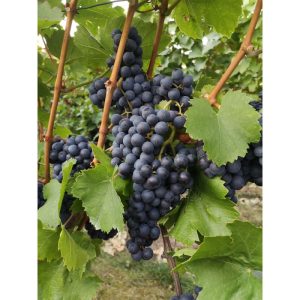 Plantiflor Kernlose Weintraube Blaue Beeren Topf Durchmesser 19 cm Plantiflor Kernlose Weintraube Blaue Beeren Topf Durchmesser 19 cm