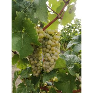 Plantiflor Kernlose Weintraube Gelbe Beeren Topf Durchmesser 19 cm Plantiflor Kernlose Weintraube Gelbe Beeren Topf Durchmesser 19 cm