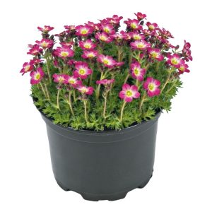 Plantiflor Frühlingsstauden Topf Durchmesser 11 cm Plantiflor Frühlingsstauden Topf Durchmesser 11 cm