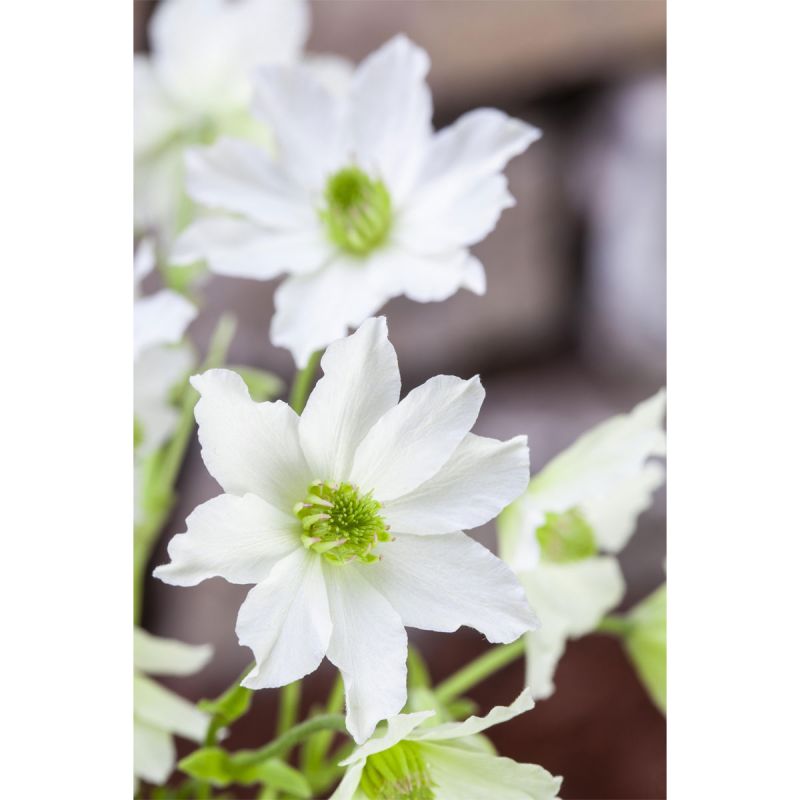 Plantiflor Waldrebe Early Sensation Topf Durchmesser 17 cm