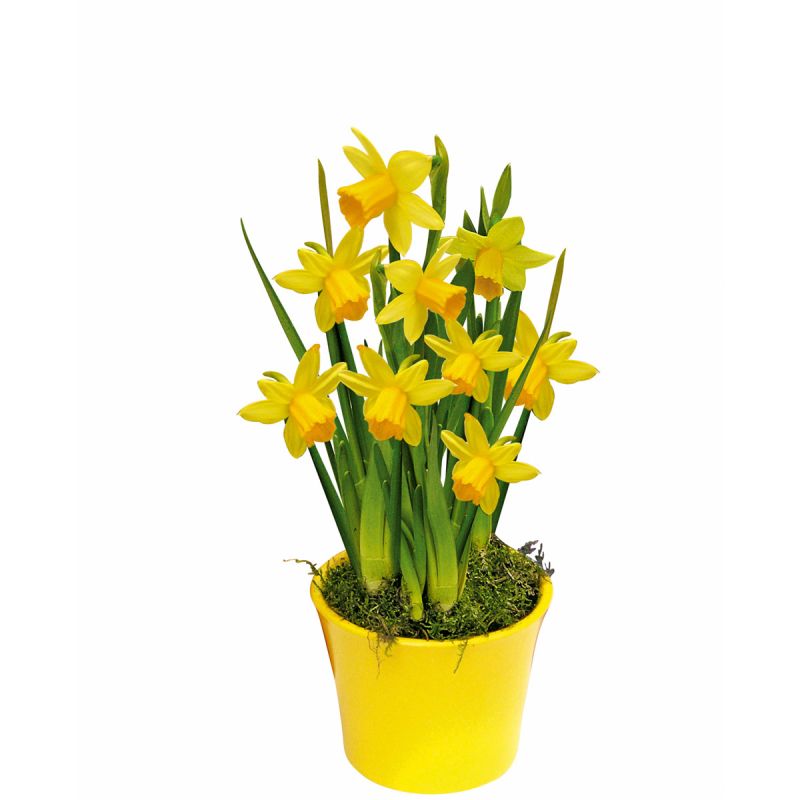 Plantiflor Narzissen 3 Zwiebeln im Topf Durchmesser 9 cm