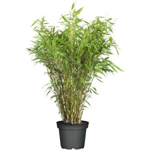 Plantiflor Gartenbambus Fargesia Schirmbambus Topf Durchmesser 23 cm Plantiflor Gartenbambus Fargesia Schirmbambus Topf Durchmesser 23 cm