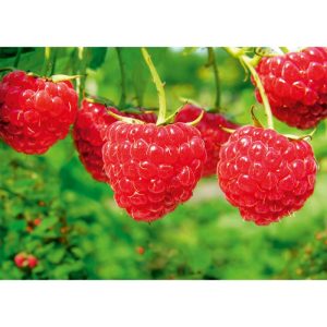 Plantiflor Sommerhimbeere Schönemann Topf Durchmesser 17 cm Plantiflor Sommerhimbeere Schönemann Topf Durchmesser 17 cm