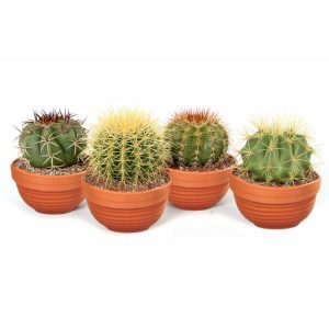 Plantiflor ZKAK Kaktus Mix Schale T13 H 30 Plantiflor ZKAK Kaktus Mix Schale T13 H 30