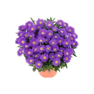 Plantiflor Herbst-Aster Topf Durchmesser 11 cm Plantiflor Herbst-Aster Topf Durchmesser 11 cm