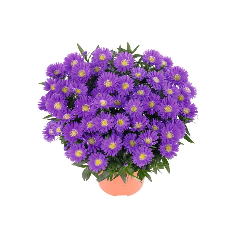 Plantiflor Herbst-Aster Topf Durchmesser 11 cm