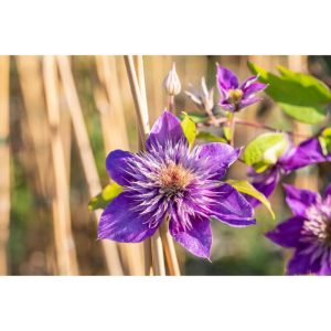Plantiflor Blaue Großblumige Waldrebe Multi Blue Topf Durchmesser 17 cm Plantiflor Blaue Großblumige Waldrebe Multi Blue Topf Durchmesser 17 cm