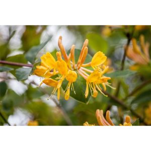 Plantiflor Gold-Geißblatt Topf Durchmesser 17 cm Plantiflor Gold-Geißblatt Topf Durchmesser 17 cm
