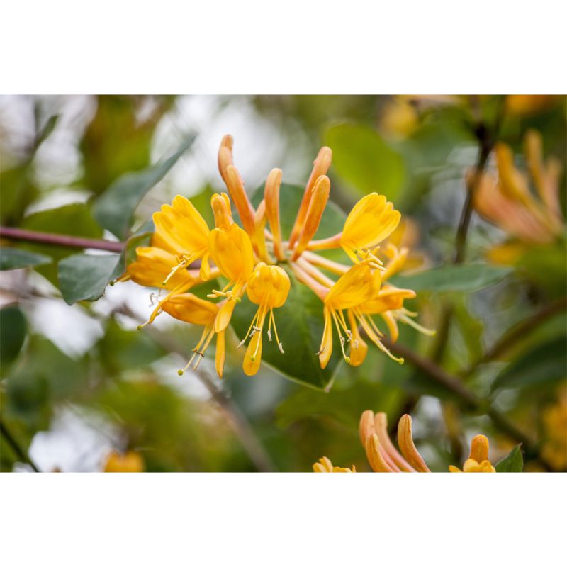 Plantiflor Gold-Geißblatt Topf Durchmesser 17 cm
