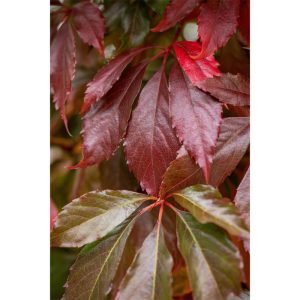 Plantiflor Wilder Wein Topf Durchmesser 17 cm Plantiflor Wilder Wein Topf Durchmesser 17 cm