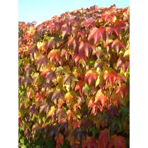 Plantiflor Selbstklimmende Jungfernrebe Veitchii Topf Durchmesser 17 cm Plantiflor Selbstklimmende Jungfernrebe Veitchii Topf Durchmesser 17 cm