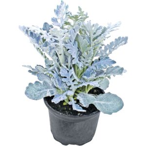 Plantiflor Silberblatt Topf Durchmesser 9 cm Plantiflor Silberblatt Topf Durchmesser 9 cm