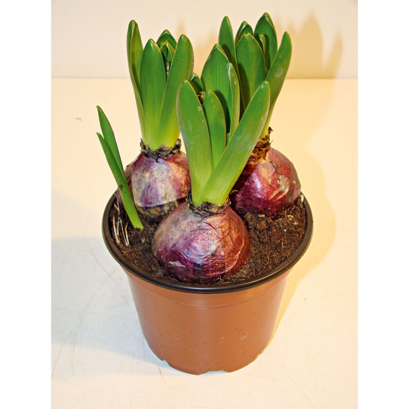 Plantiflor Hyazinthe Topf Durchmesser 12 cm