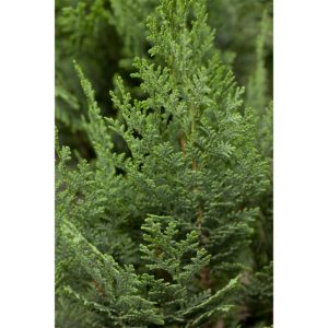 Plantiflor Blaue Scheinzypresse Columnaris Topf Durchmesser 23 cm Plantiflor Blaue Scheinzypresse Columnaris Topf Durchmesser 23 cm