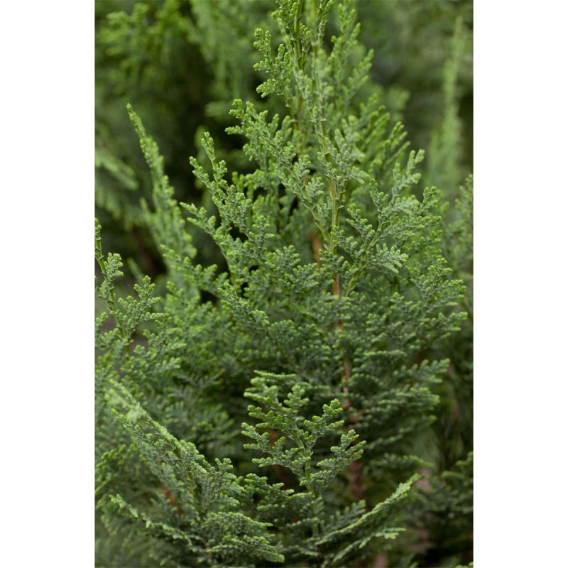 Plantiflor Blaue Scheinzypresse Columnaris Topf Durchmesser 23 cm