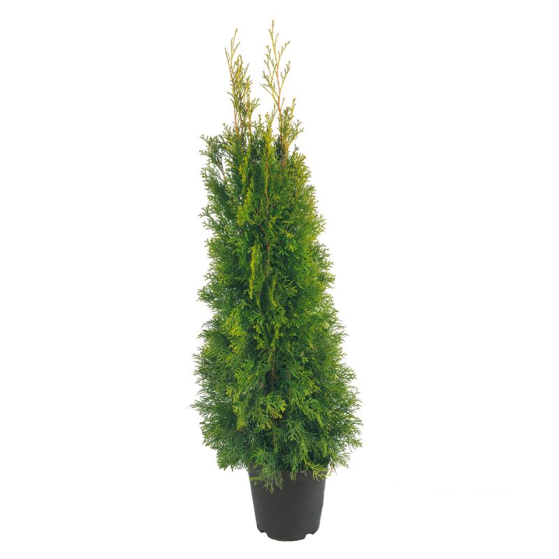 Plantiflor Lebensbaum Thuja Topf Durchmesser 17 cm