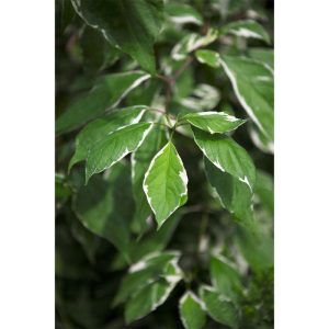 Plantiflor Weißbunter Hartriegel Elegantissima Topf Durchmesser 19 cm Plantiflor Weißbunter Hartriegel Elegantissima Topf Durchmesser 19 cm