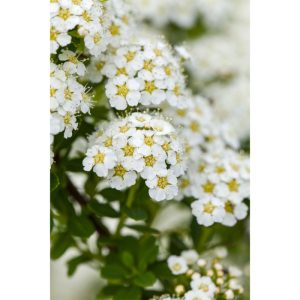 Plantiflor Brautspiere Topf Durchmesser 19 cm Plantiflor Brautspiere Topf Durchmesser 19 cm