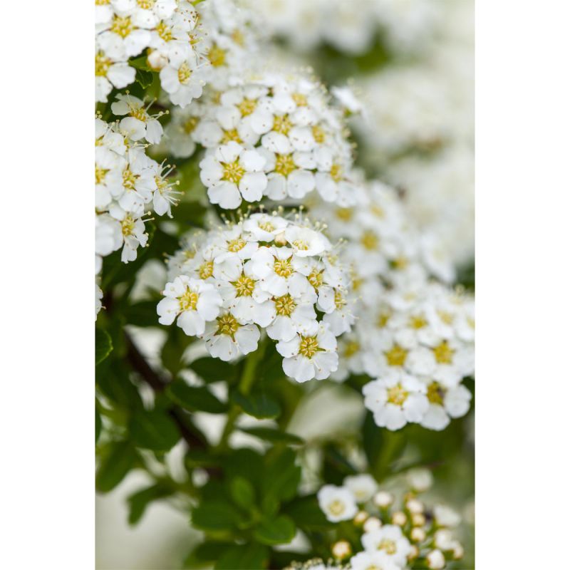 Plantiflor Brautspiere Topf Durchmesser 19 cm