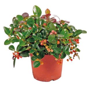 Plantiflor Rebhuhnbeere Topf Durchmesser 10,5 cm Plantiflor Rebhuhnbeere Topf Durchmesser 10,5 cm