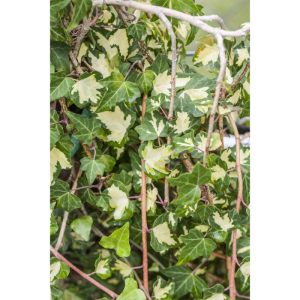Plantiflor Gelbbunter Efeu Gloldheart Topf Durchmesser 17 cm Plantiflor Gelbbunter Efeu Gloldheart Topf Durchmesser 17 cm