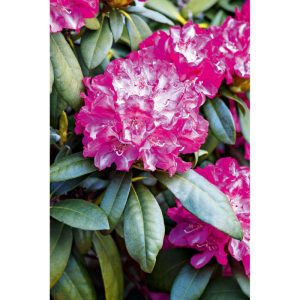 Plantiflor Yakushima-Rhododendron verschiedene Sorten Topf Durchmesser 19 cm Plantiflor Yakushima-Rhododendron verschiedene Sorten Topf Durchmesser 19 cm