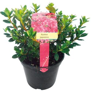 Plantiflor Japanische Azaleen verschiedene Sorten Topf Durchmesser 17 cm Plantiflor Japanische Azaleen verschiedene Sorten Topf Durchmesser 17 cm