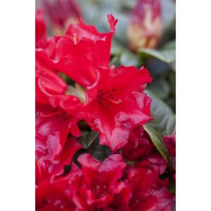 Plantiflor Zwerg-Alpenrose Scarlet Wonder Topf Durchmesser 17 cm Plantiflor Zwerg-Alpenrose Scarlet Wonder Topf Durchmesser 17 cm
