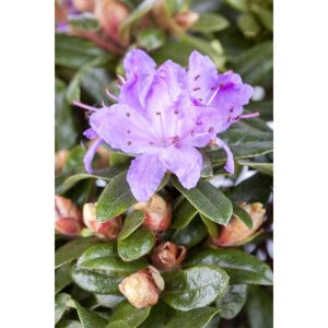 Plantiflor Kleinblättrige Rhododendron Moerheim Topf Durchmesser 17 cm Plantiflor Kleinblättrige Rhododendron Moerheim Topf Durchmesser 17 cm