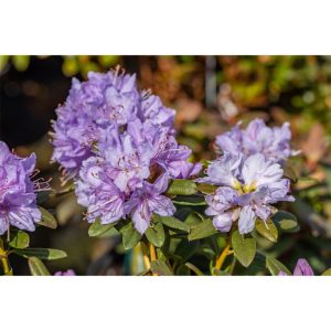 Plantiflor Zwergrhododendron Ramapo Topf Durchmesser 17 cm Plantiflor Zwergrhododendron Ramapo Topf Durchmesser 17 cm