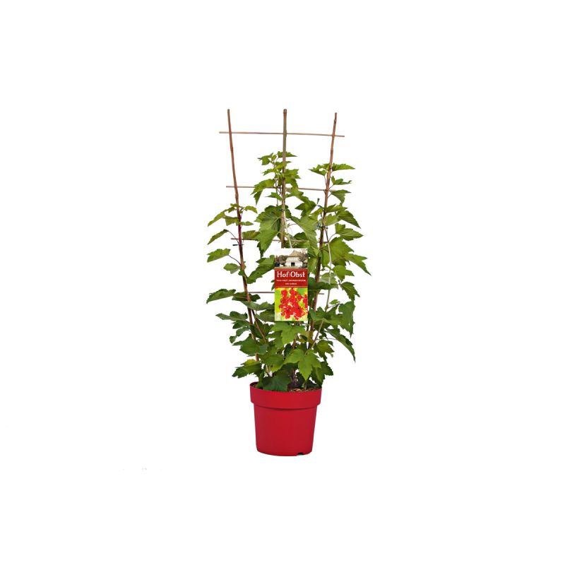 Plantiflor Johannisbeere weiß Topf Durchmesser 17 cm