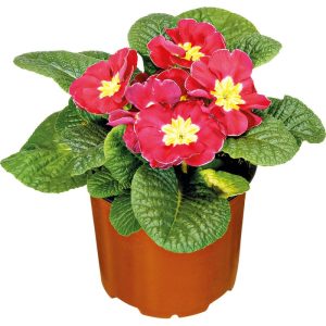Plantiflor Primel Topf Durchmesser 9 cm Plantiflor Primel Topf Durchmesser 9 cm