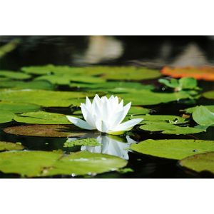 Plantiflor Seerose verschiedene Sorten Topf Durchmesser 11 cm Plantiflor Seerose verschiedene Sorten Topf Durchmesser 11 cm