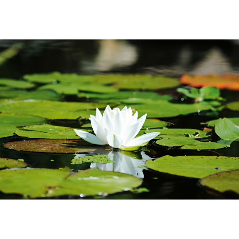 Plantiflor Seerose verschiedene Sorten Topf Durchmesser 11 cm