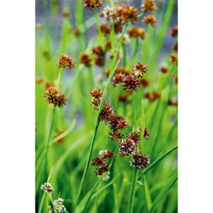 Plantiflor Zwergbinse verschiedne Sorten Topf Durchmesser 9 cm Plantiflor Zwergbinse verschiedne Sorten Topf Durchmesser 9 cm
