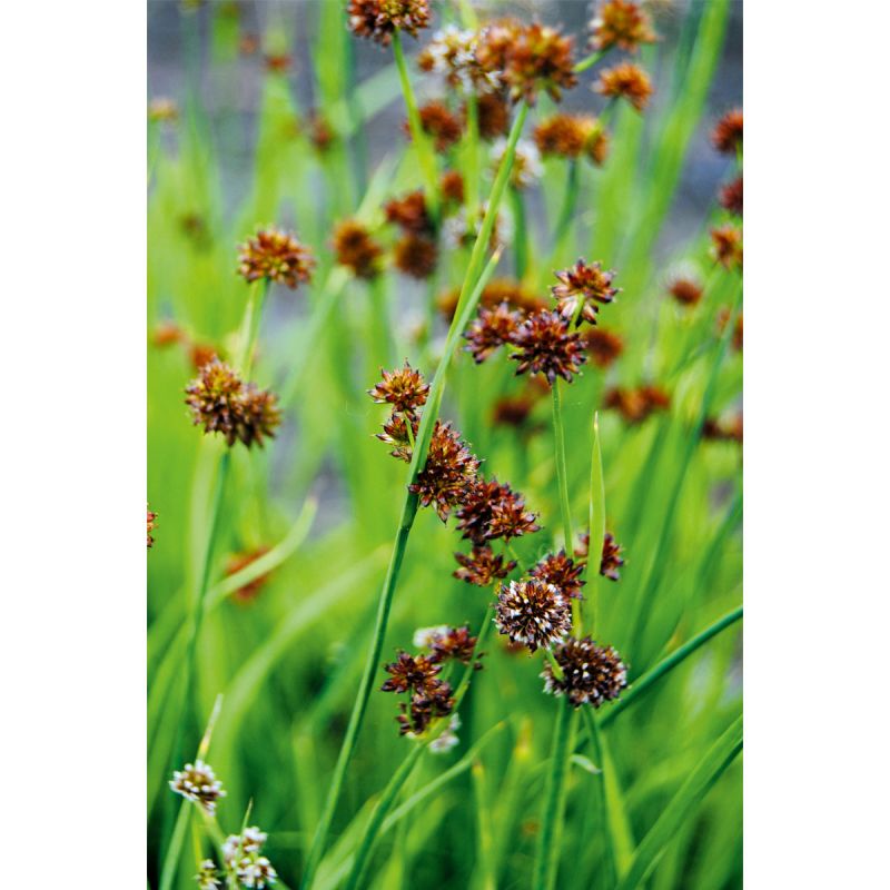 Plantiflor Zwergbinse verschiedne Sorten Topf Durchmesser 9 cm