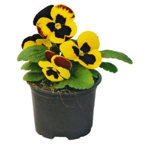 Plantiflor Stiefmütterchen Topf Durchmesser 9 cm Plantiflor Stiefmütterchen Topf Durchmesser 9 cm