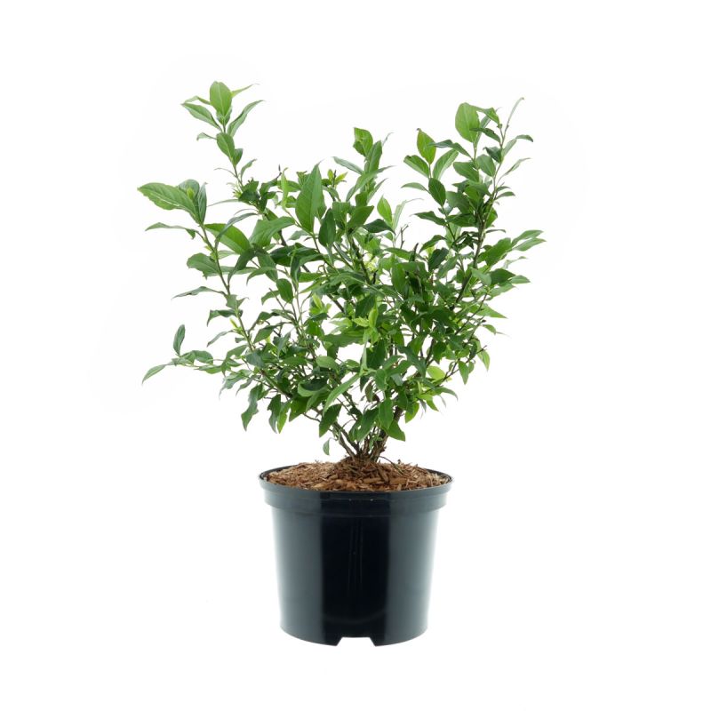 Plantiflor Heidelbeere Goldtraube Topf- Durchmesser 19 cm