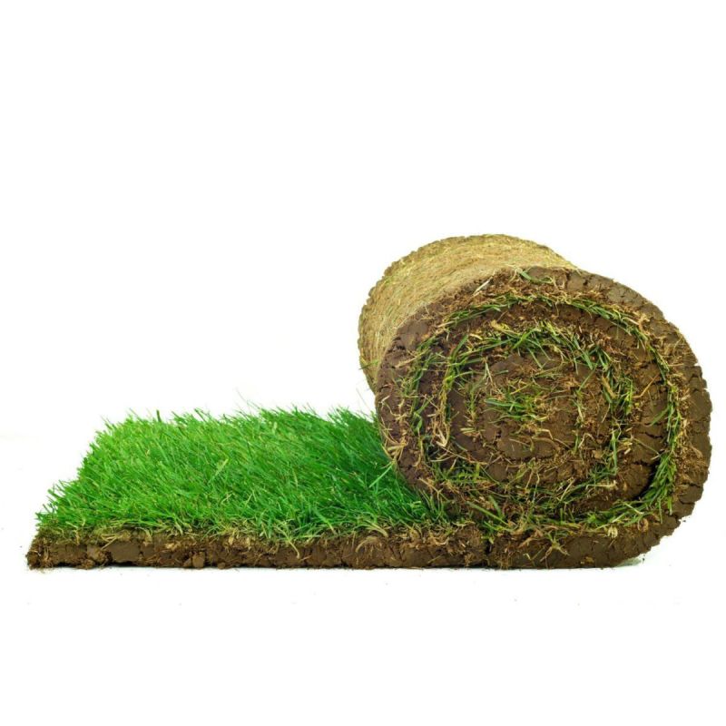 Plantiflor Rollrasen Sport und Spiel