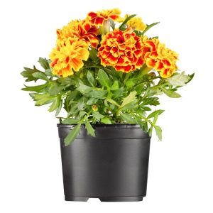 Plantiflor Französische Ringelblume Durchmesser 13 cm Plantiflor Französische Ringelblume Durchmesser 13 cm