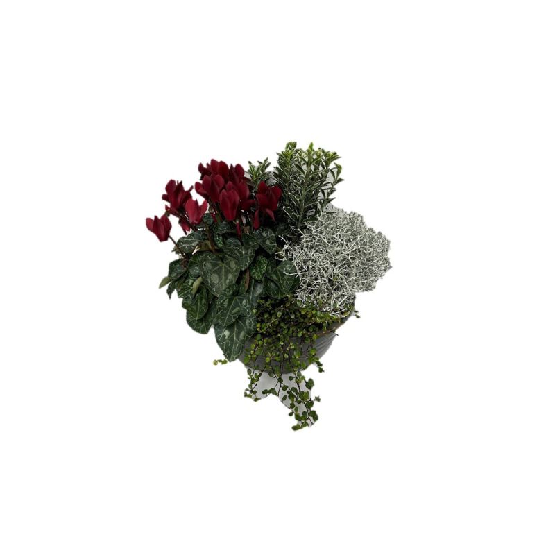 Plantiflor Schale mit Herbstpflanzenmix Durchmesser 23 cm